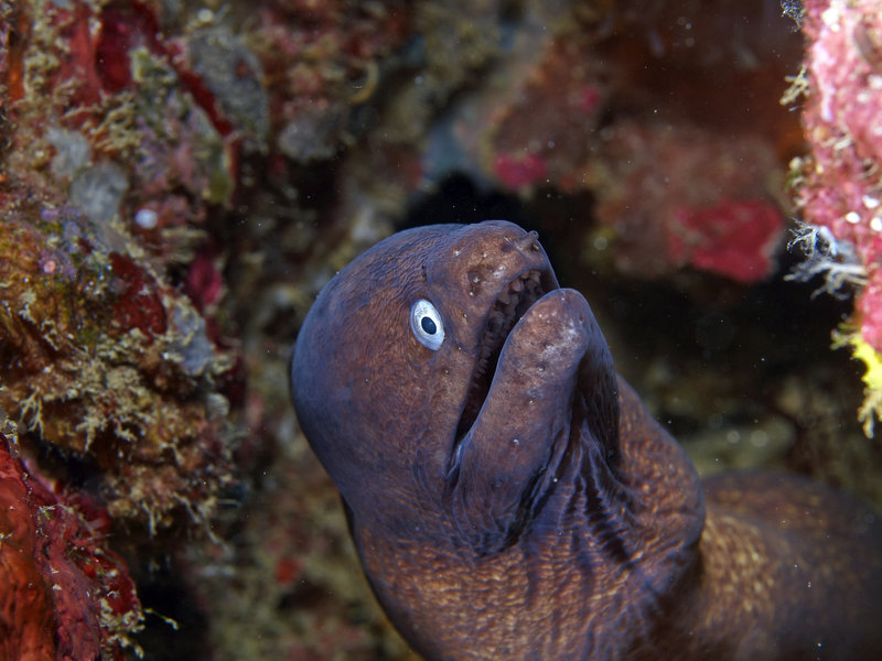 White Eyed Moray Eel, Ernie's Cave